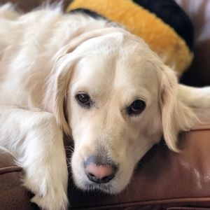 Meet your Posher, Annabelle